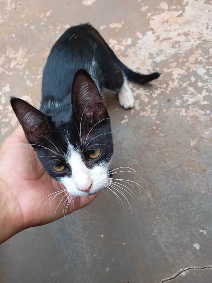 Gato ra a SRD-ViraLata idade 2 a 6 meses nome Sem nome