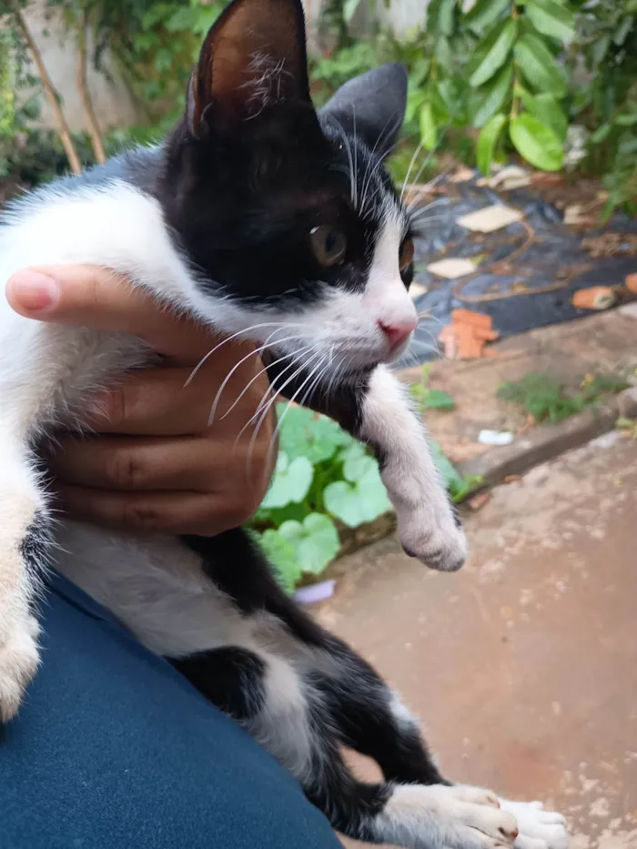 Gato ra a SRD-ViraLata idade 2 a 6 meses nome Sem nome