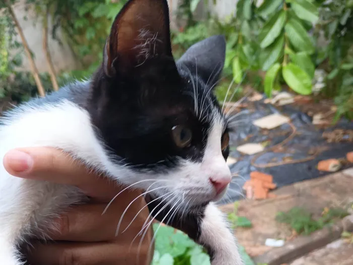 Gato ra a SRD-ViraLata idade 2 a 6 meses nome Sem nome