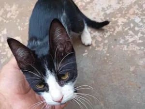 Gato raça SRD-ViraLata idade 2 a 6 meses nome Sem nome