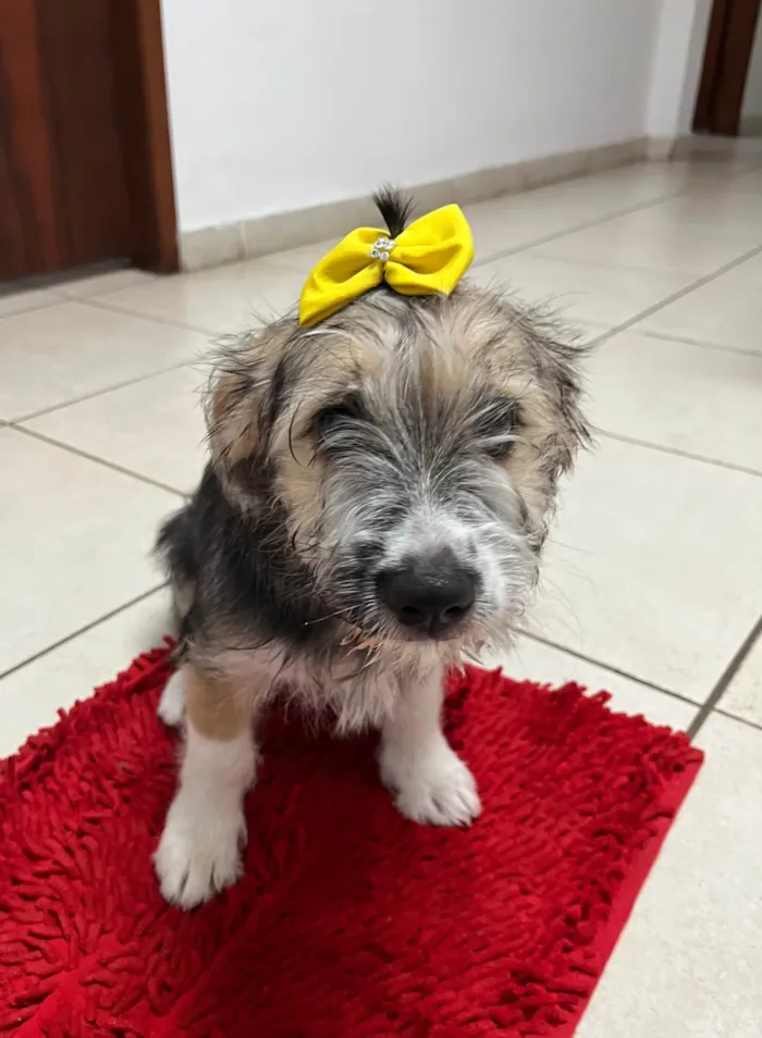 Cachorro ra a SRD-ViraLata idade 2 a 6 meses nome Rachel