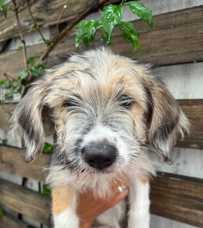 Cachorro ra a SRD-ViraLata idade 2 a 6 meses nome Rachel