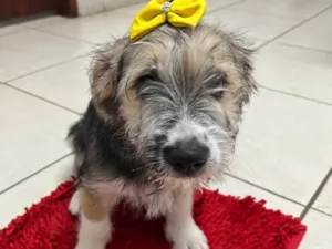 Cachorro raça SRD-ViraLata idade 2 a 6 meses nome Rachel