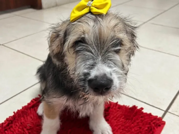 Cachorro ra a SRD-ViraLata idade 2 a 6 meses nome Rachel