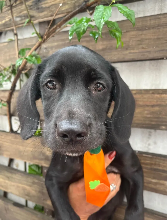 Cachorro ra a SRD-ViraLata idade 2 a 6 meses nome Ross