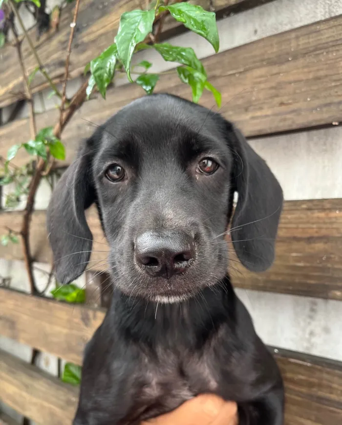 Cachorro ra a SRD-ViraLata idade 2 a 6 meses nome Ross