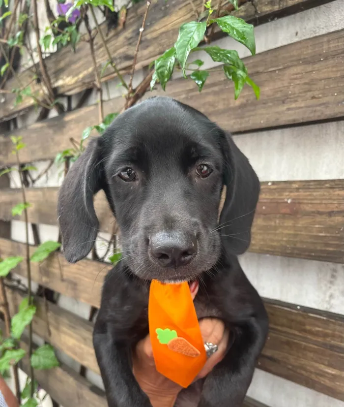 Cachorro ra a SRD-ViraLata idade 2 a 6 meses nome Ross