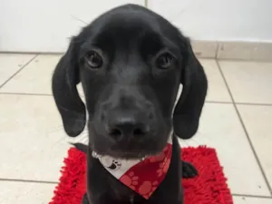 Cachorro raça SRD-ViraLata idade 2 a 6 meses nome Ross