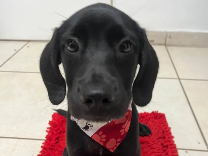 Cachorro ra a SRD-ViraLata idade 2 a 6 meses nome Ross