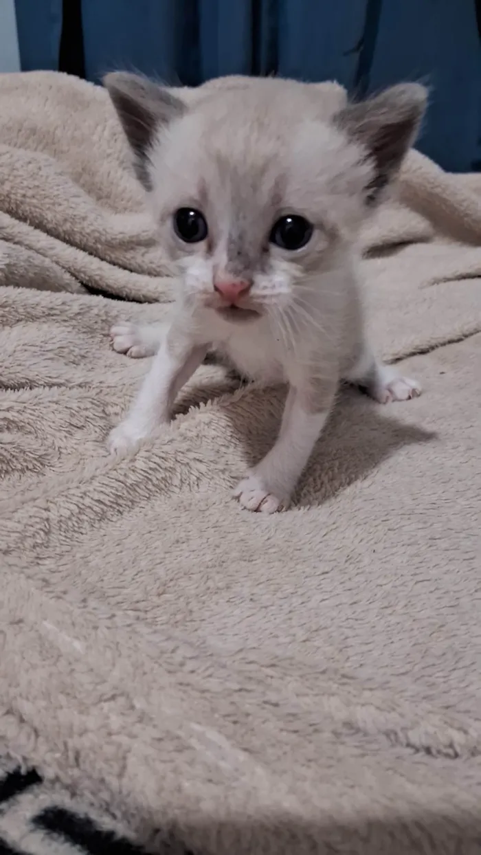 Gato ra a Ragdoll idade Abaixo de 2 meses nome Não tem nome