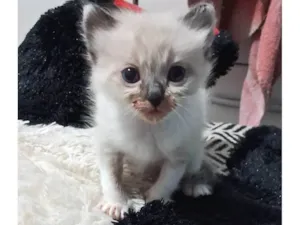 Gato raça Ragdoll idade Abaixo de 2 meses nome Não tem nome