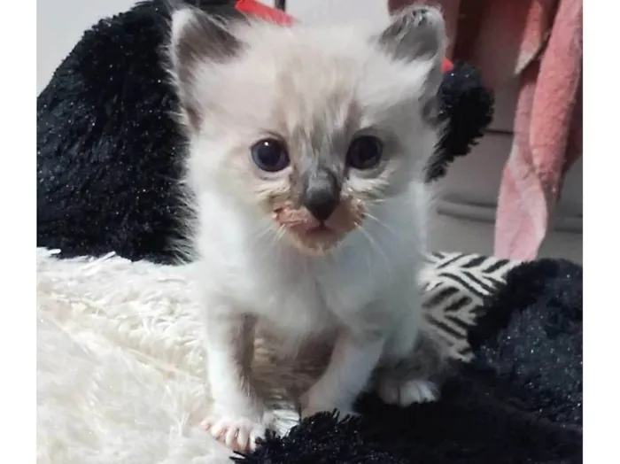 Gato ra a Ragdoll idade Abaixo de 2 meses nome Não tem nome