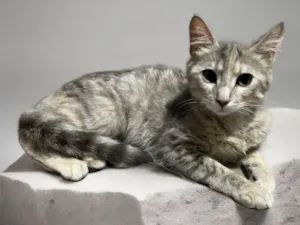 Gato raça SRD-ViraLata idade 7 a 11 meses nome Sem nome