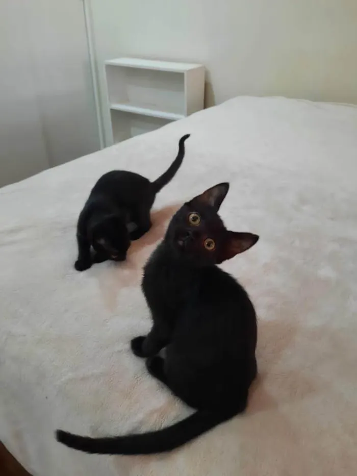 Gato ra a SRD-ViraLata idade 2 a 6 meses nome Fleur e Lily