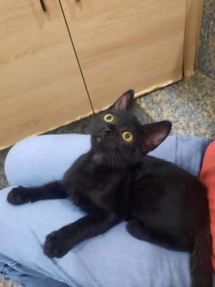 Gato ra a SRD-ViraLata idade 2 a 6 meses nome Fleur e Lily