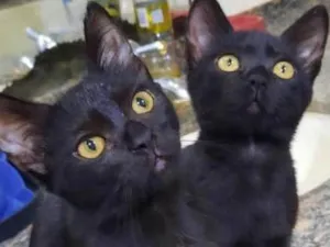 Gato raça SRD-ViraLata idade 2 a 6 meses nome Fleur e Lily