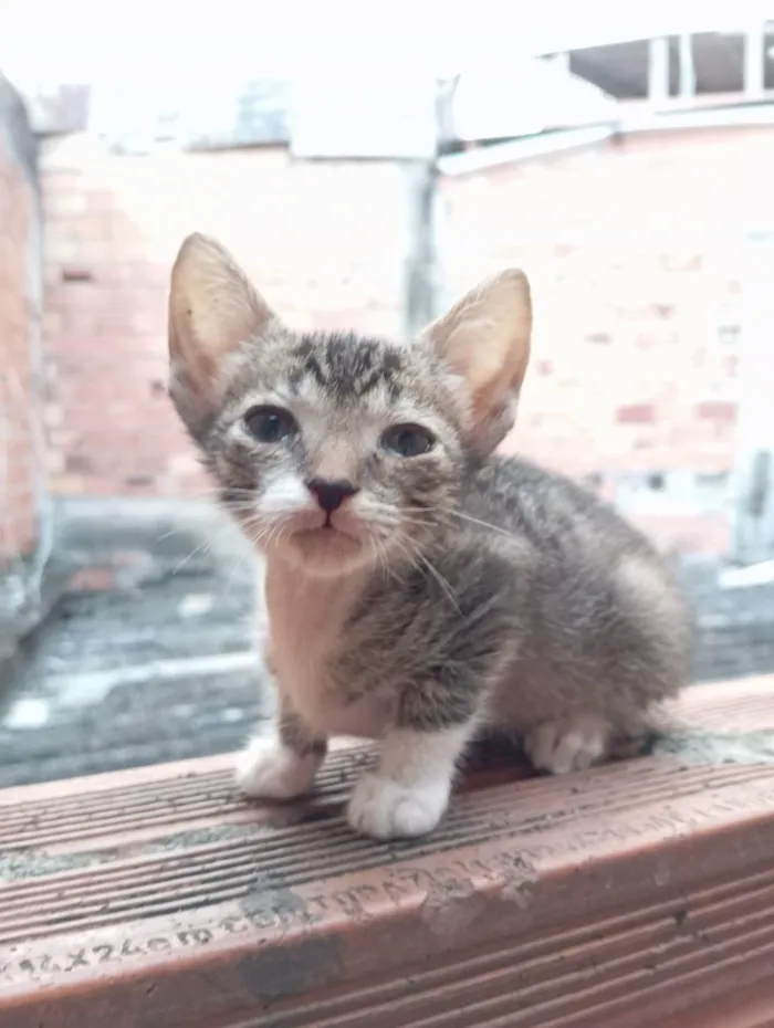 Gato ra a SRD-ViraLata idade 2 a 6 meses nome Pétala 