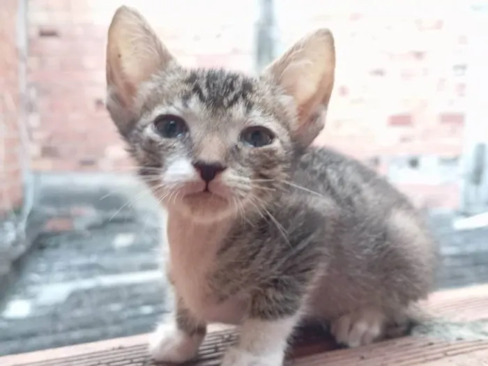 Gato ra a SRD-ViraLata idade 2 a 6 meses nome Pétala 