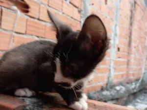 Gato raça SRD-ViraLata idade 2 a 6 meses nome Charlie 