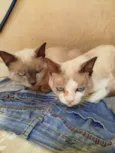 Zeus, madinha, popo, gravidinha