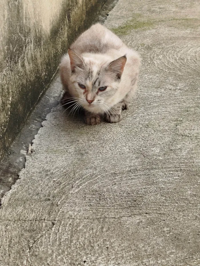 Gato ra a Siamês idade 6 ou mais anos nome Zeus, madinha, popo, gravidinha 