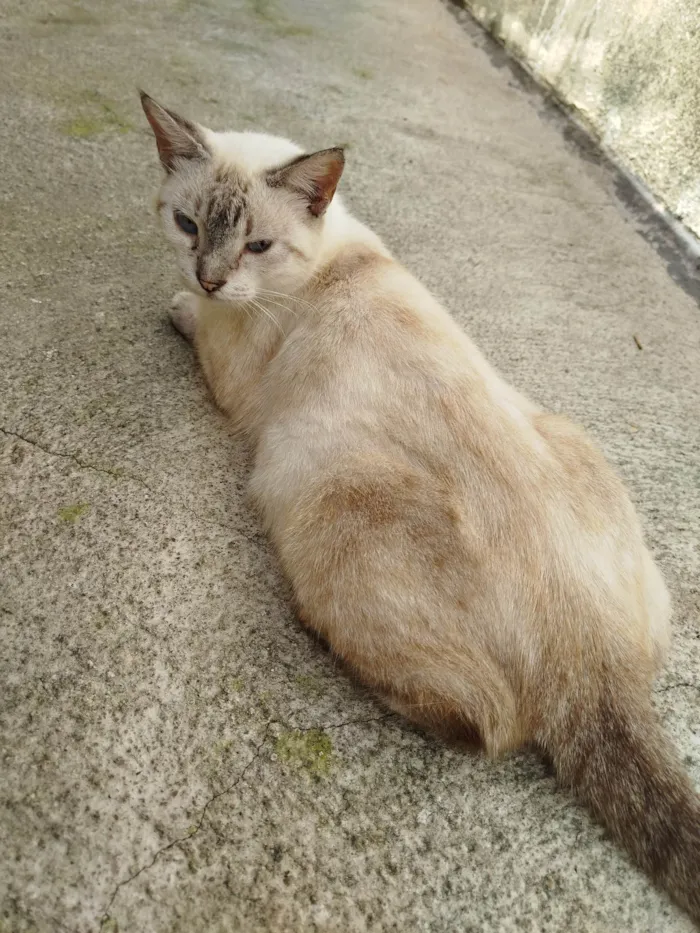 Gato ra a Siamês idade 6 ou mais anos nome Zeus, madinha, popo, gravidinha 