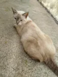 Zeus, madinha, popo, gravidinha