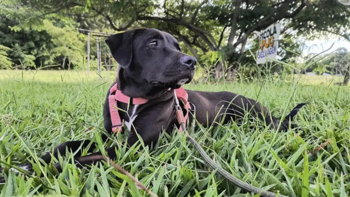 Cachorro ra a SRD-ViraLata idade 7 a 11 meses nome Paloma