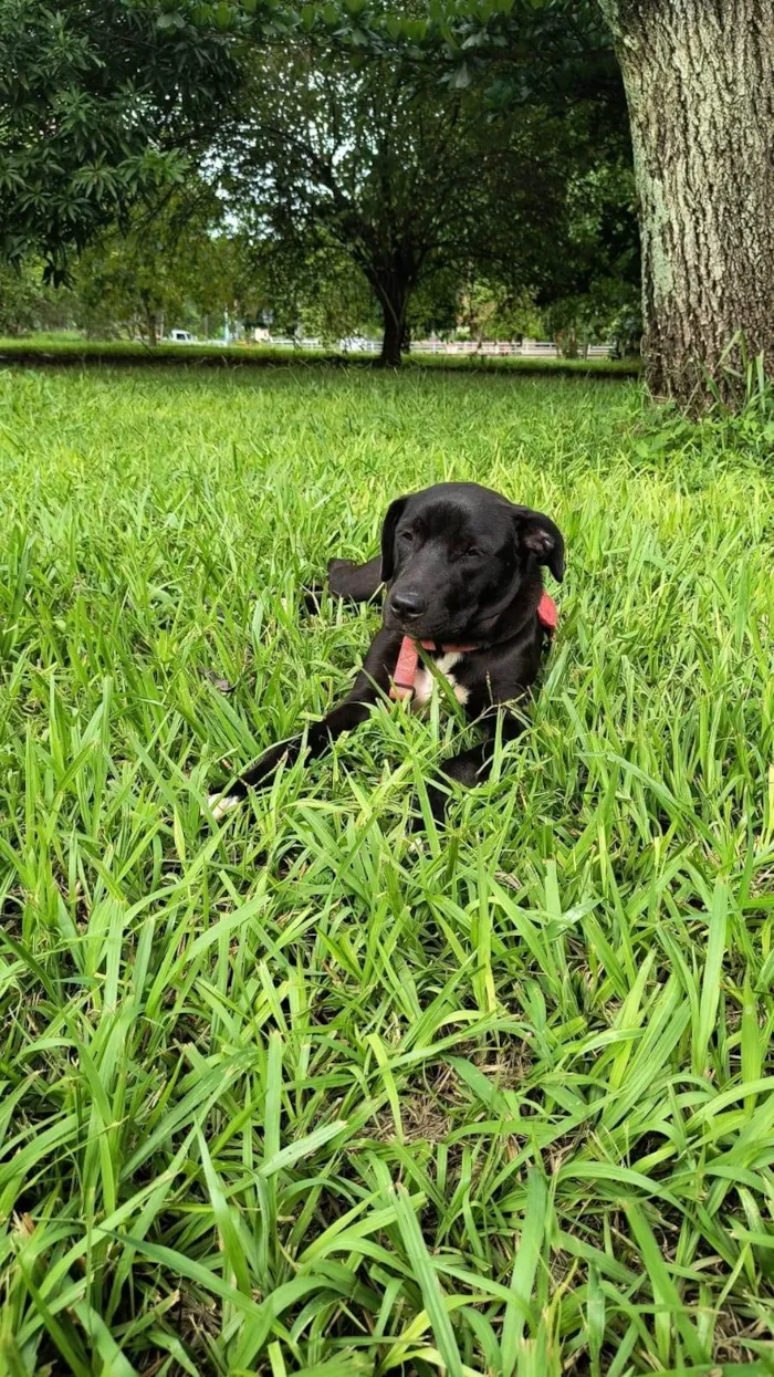 Cachorro ra a SRD-ViraLata idade 7 a 11 meses nome Paloma