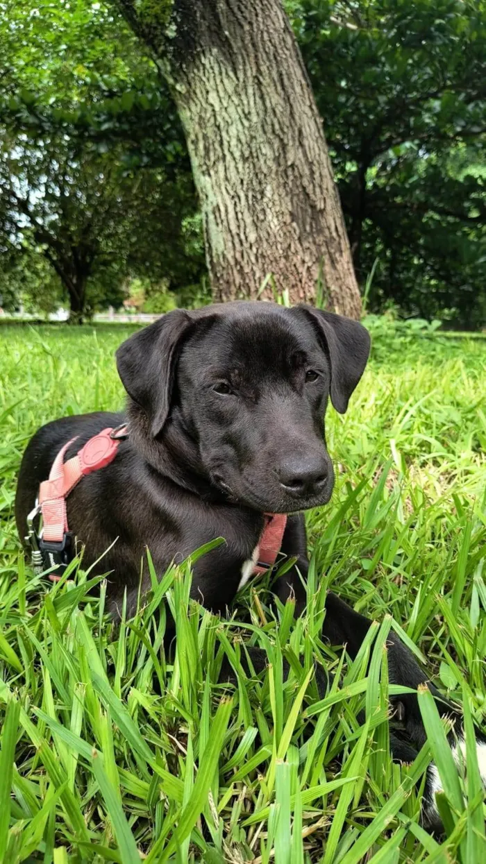 Cachorro ra a SRD-ViraLata idade 7 a 11 meses nome Paloma