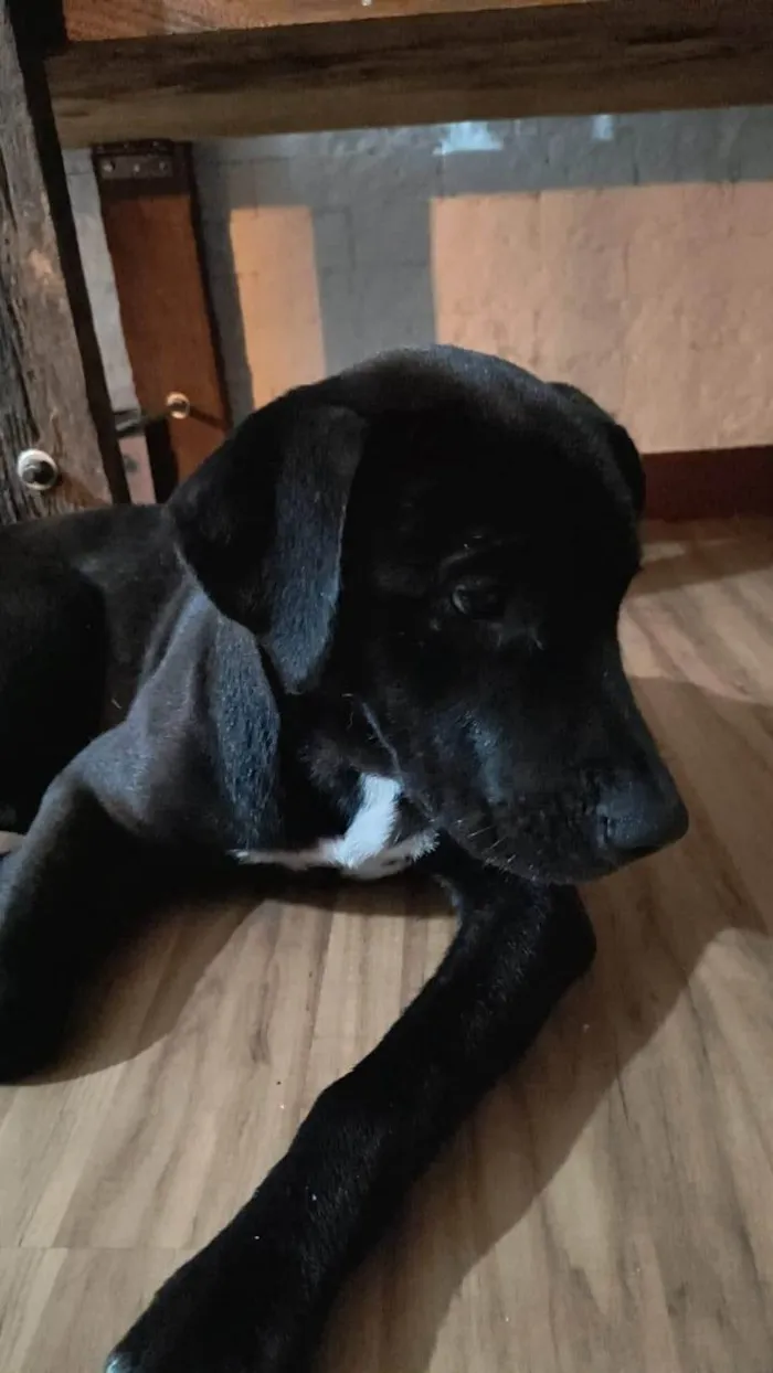 Cachorro ra a SRD-ViraLata idade 7 a 11 meses nome Paloma