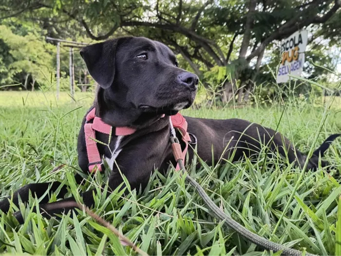 Cachorro ra a SRD-ViraLata idade 7 a 11 meses nome Paloma