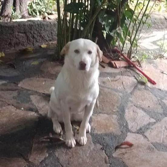 Cachorro ra a Labrador idade 1 ano nome Princesa 