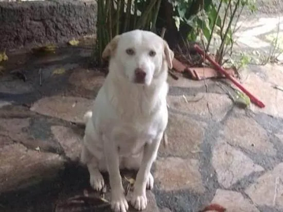 Cachorro ra a Labrador idade 1 ano nome Princesa 