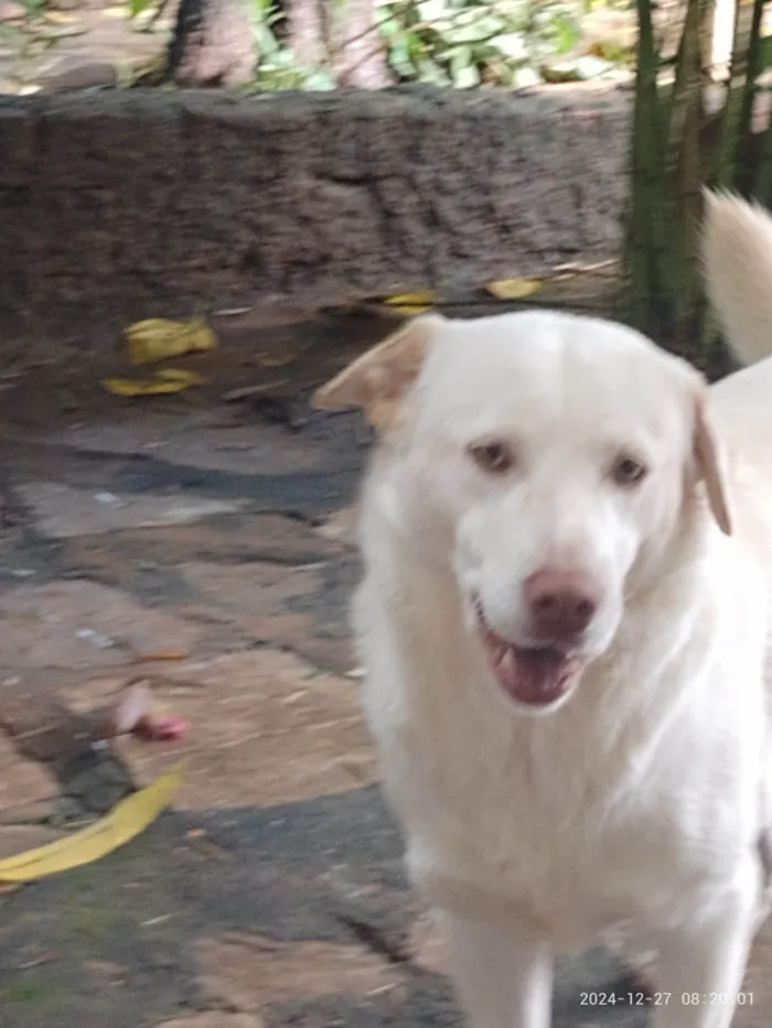 Cachorro ra a Labrador idade 1 ano nome Princesa 