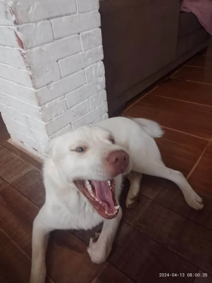 Cachorro ra a Labrador idade 1 ano nome Princesa 