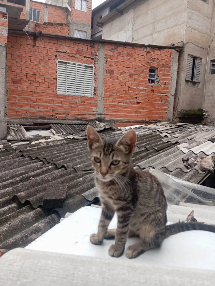 Gato ra a SRD-ViraLata idade 2 a 6 meses nome Sky 