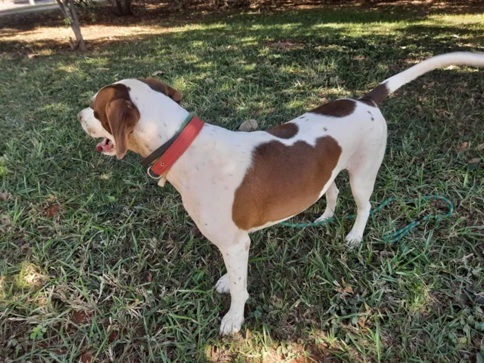 Cachorro ra a SRD-ViraLata idade 2 anos nome Isadora