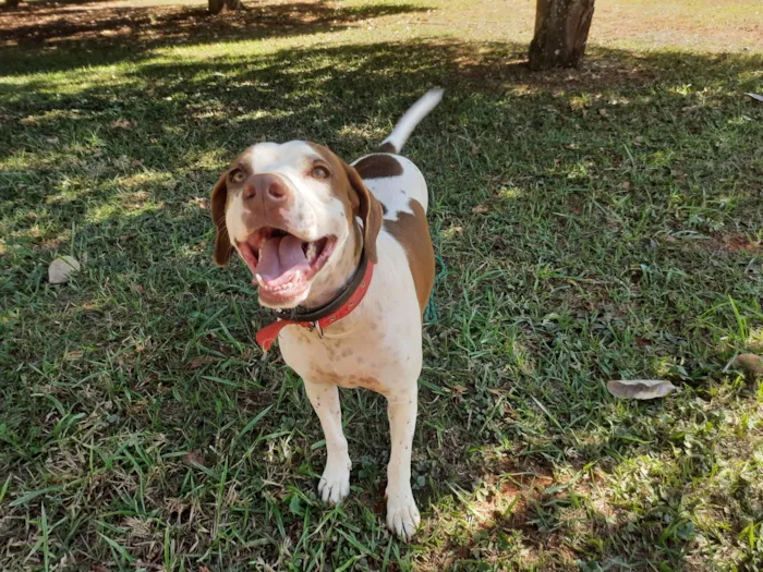 Cachorro ra a SRD-ViraLata idade 2 anos nome Isadora