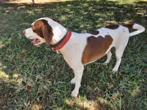 Cachorro raça SRD-ViraLata idade 2 anos nome Isadora