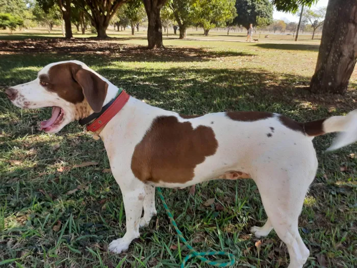 Cachorro ra a SRD-ViraLata idade 2 anos nome Isadora