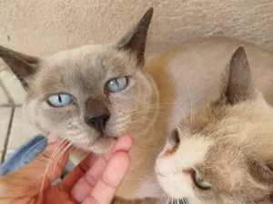 Gato raça Siamês idade 6 ou mais anos nome Zeus, madinha, popo, gravidinha 