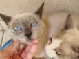 Zeus, madinha, popo, gravidinha