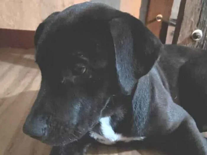 Cachorro ra a SRD-ViraLata idade 7 a 11 meses nome Paloma