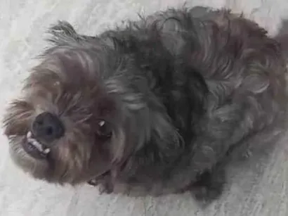Cachorro raça Shitzu idade 6 ou mais anos nome Mel 