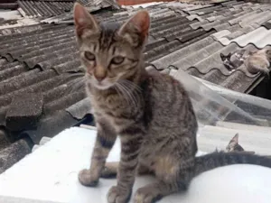 Gato raça SRD-ViraLata idade 2 a 6 meses nome Sky 