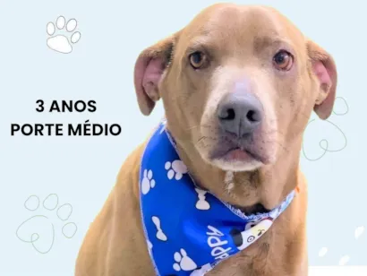 Cachorro raça SRD-ViraLata idade 3 anos nome GREGÓRIO 
