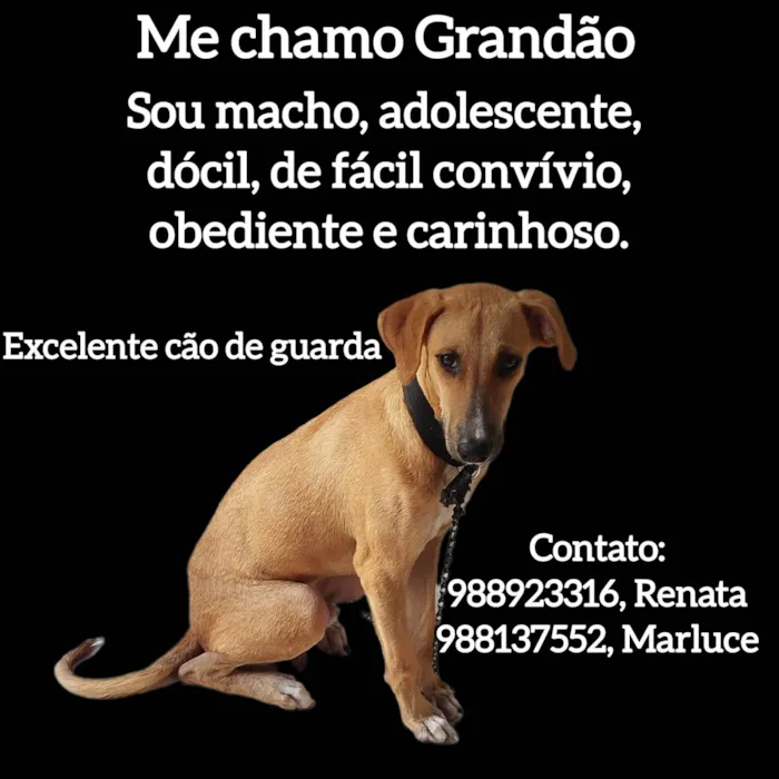 Cachorro ra a SRD-ViraLata idade 7 a 11 meses nome Grandão 