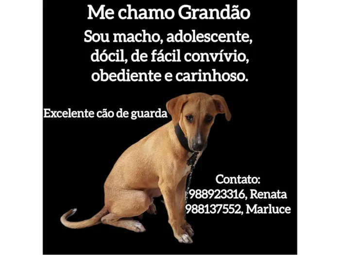 Cachorro ra a SRD-ViraLata idade 7 a 11 meses nome Grandão 