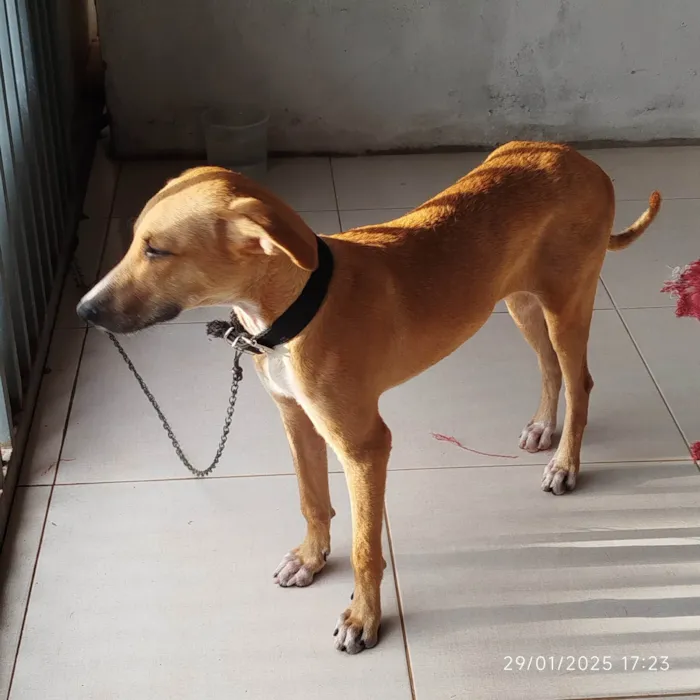 Cachorro ra a SRD-ViraLata idade 7 a 11 meses nome Grandão 